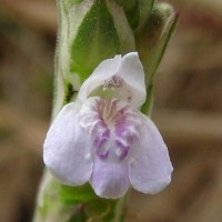 Rungia repens (L.) Nees